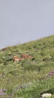 Горные козлы на склонах Хуступа, фото Никола Пашиняна, Севан, Армения