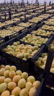 Погрузка первой партии армянских абрикосов для экспорта в Польшу и страны ЕС